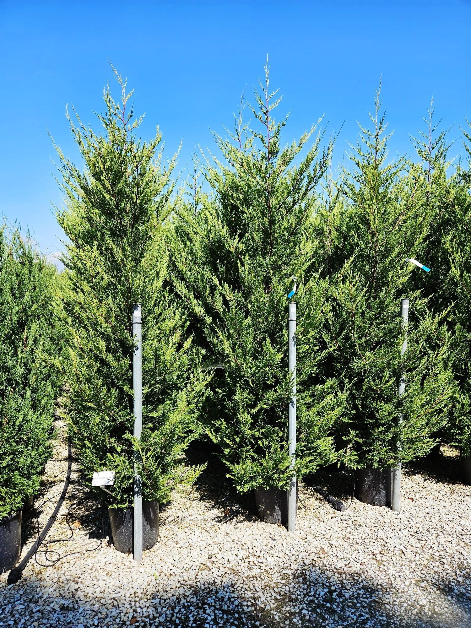 Tuia leylandii de mai multe dimensiuni