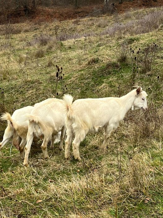 Vand 5 capre și un țap sannen