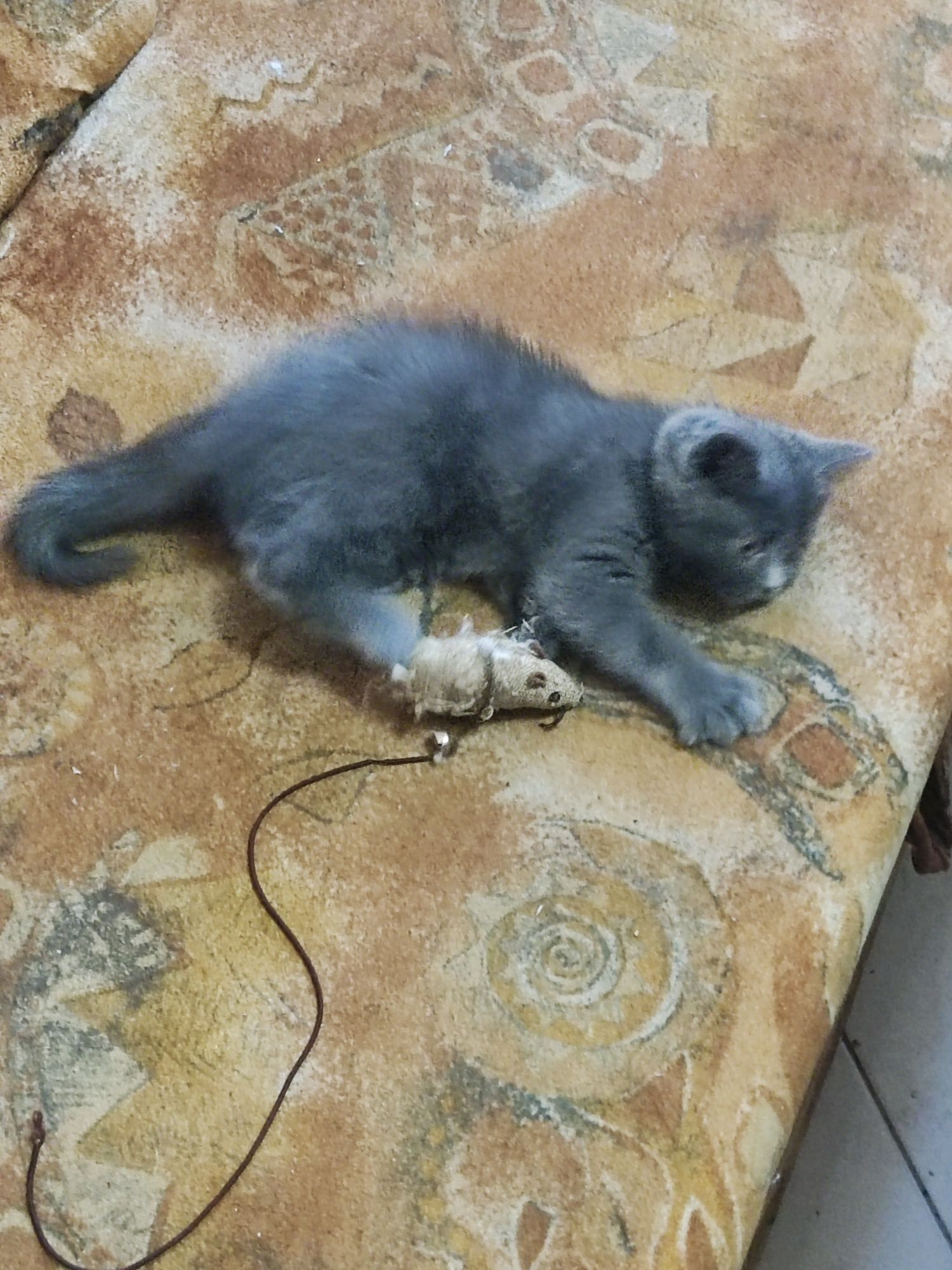 Котки Бургас! Британска късокосместа