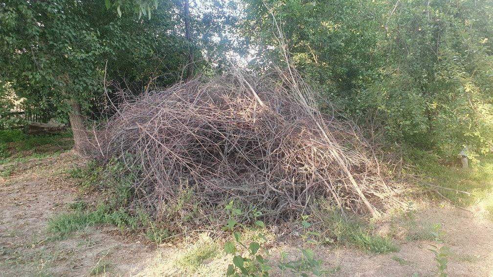 Бесплатно дрова. Самовывоз