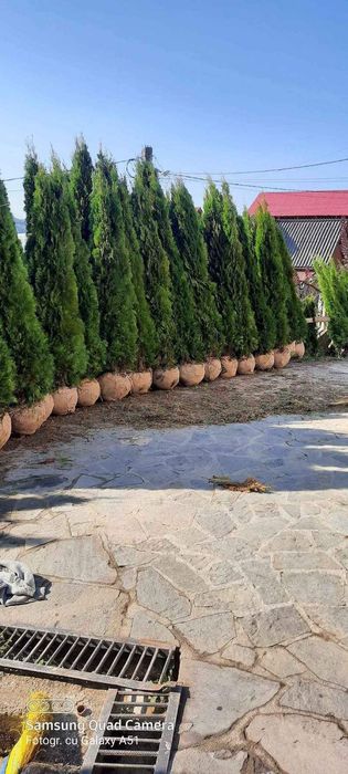 Tuia smarald de dimensiuni mari preţ accesibil