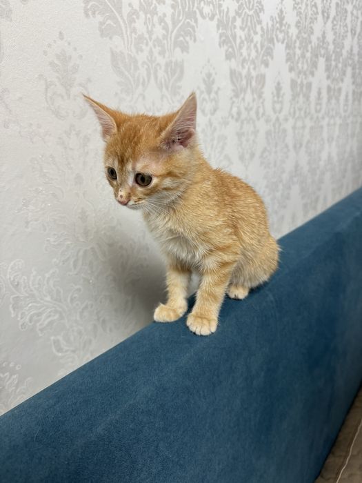 Отдам в добрые руки!