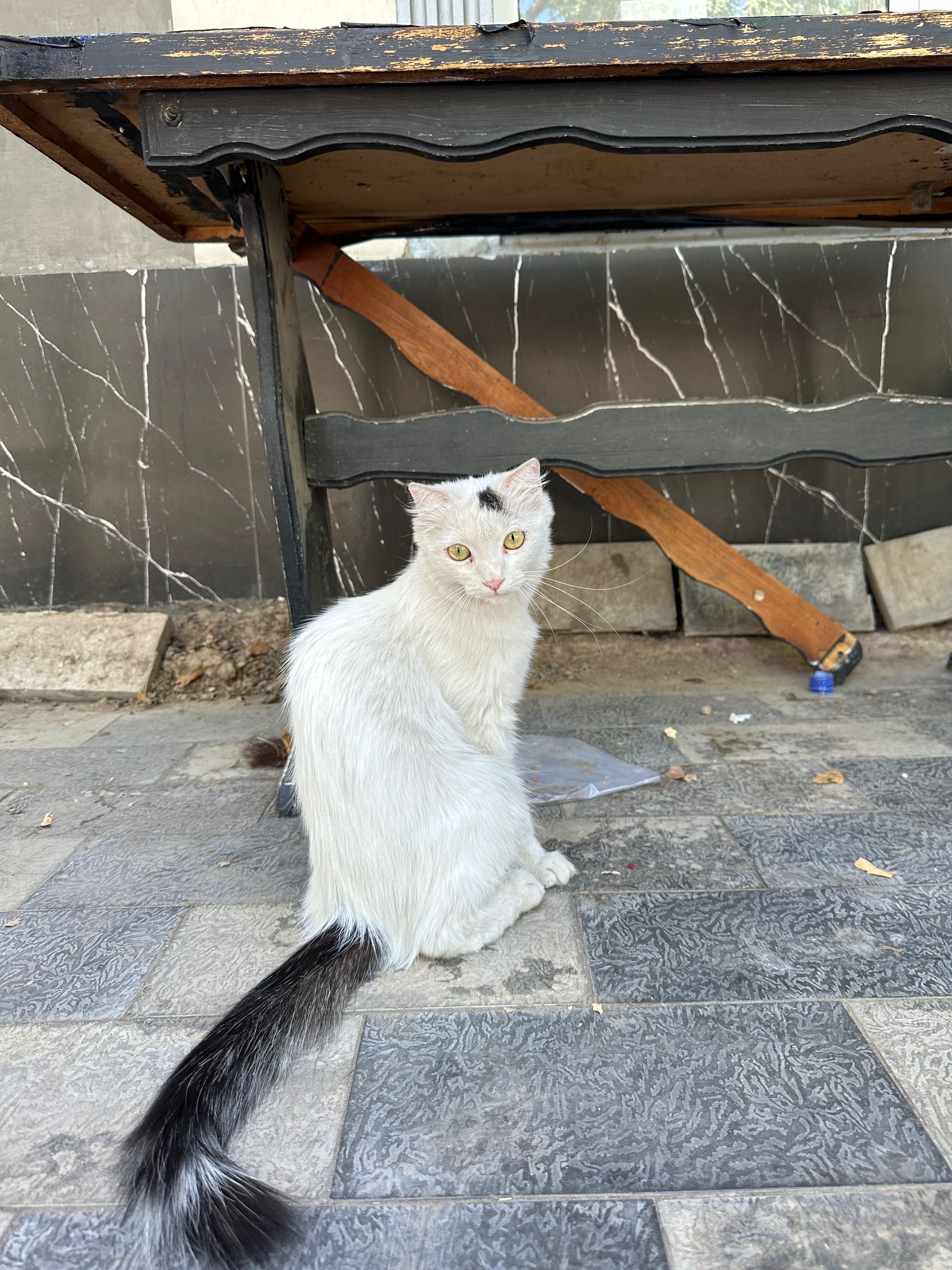 Кошка пристраивается