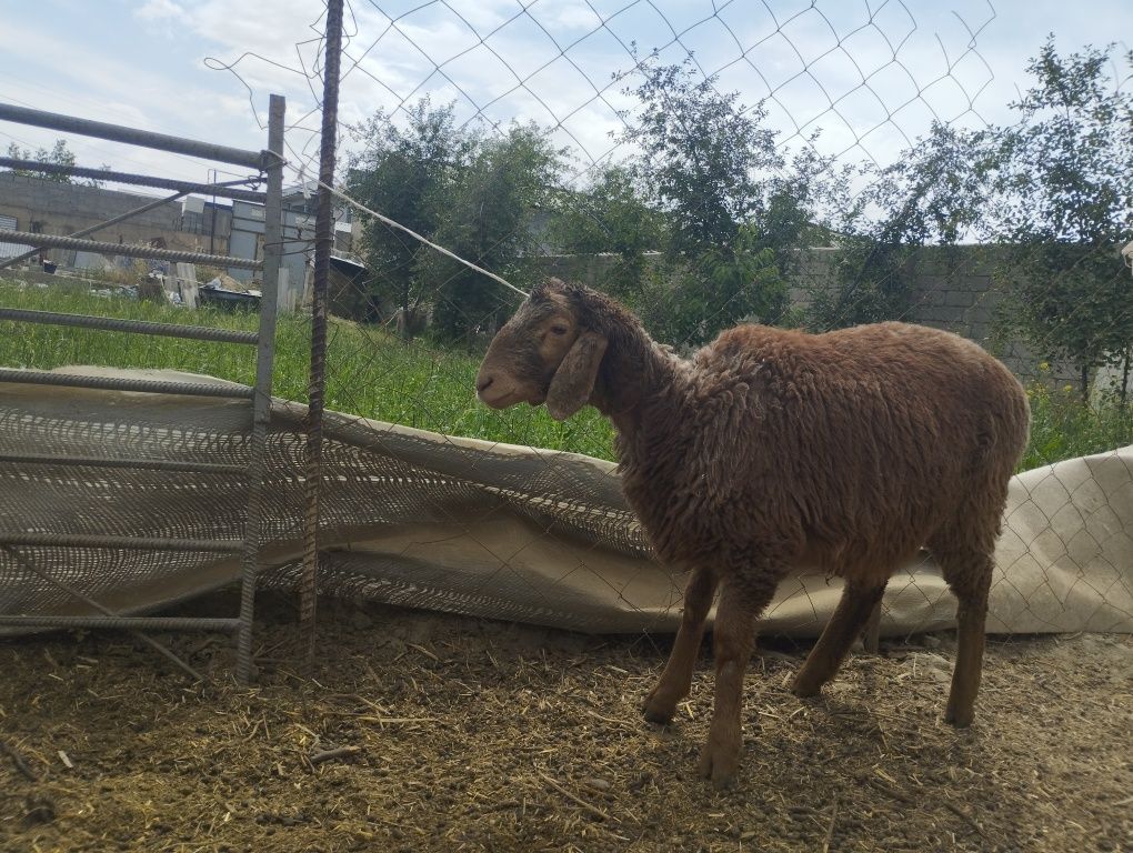 Quzi quchqorlar sotiladi