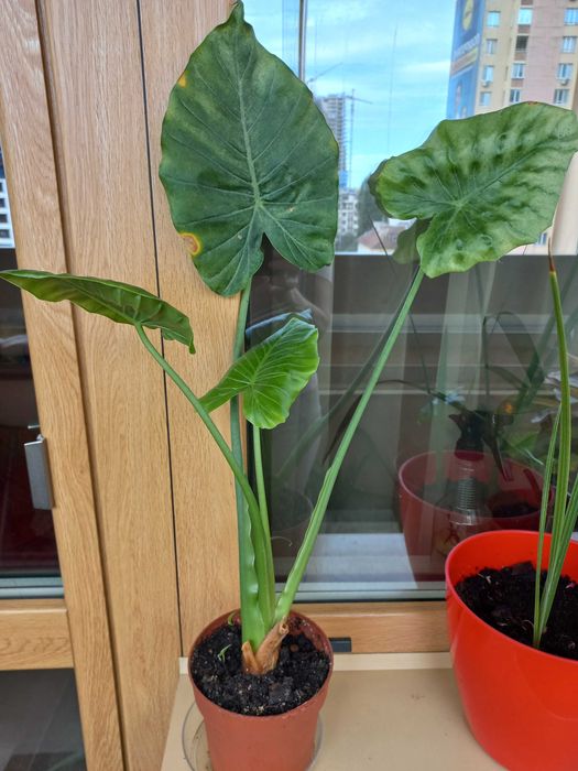 Слонско ухо (Алоказия „Макрориза“)