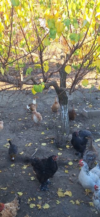 Rate gălăgioase de vanzare