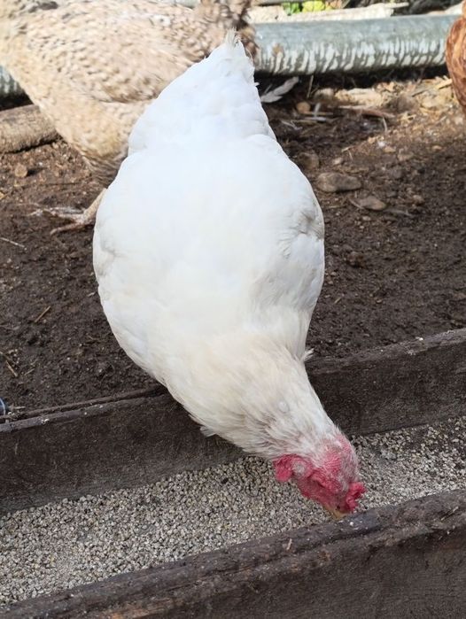 Продавям кокошки