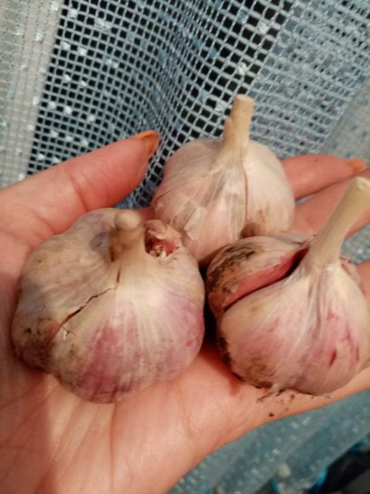 Чеснок из своего участка