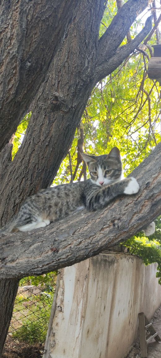 Срочно!!! Ищем дом для котенка