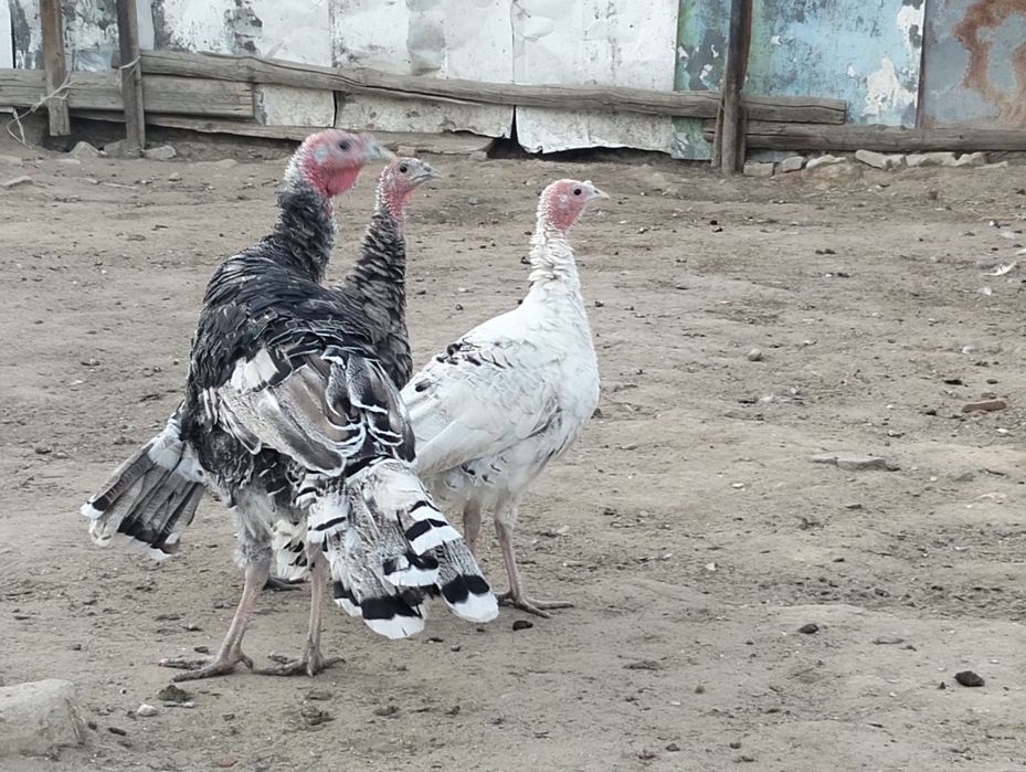 Домаший индюк сатылады