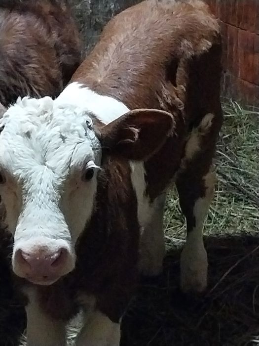 Tauras și vitea 4-8 sapt