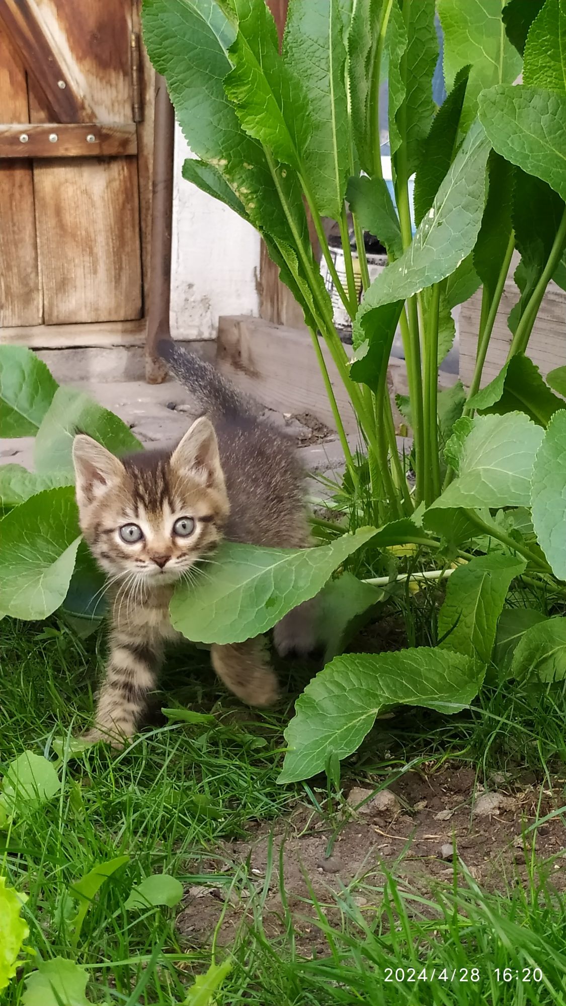 Отдам котенка девочка