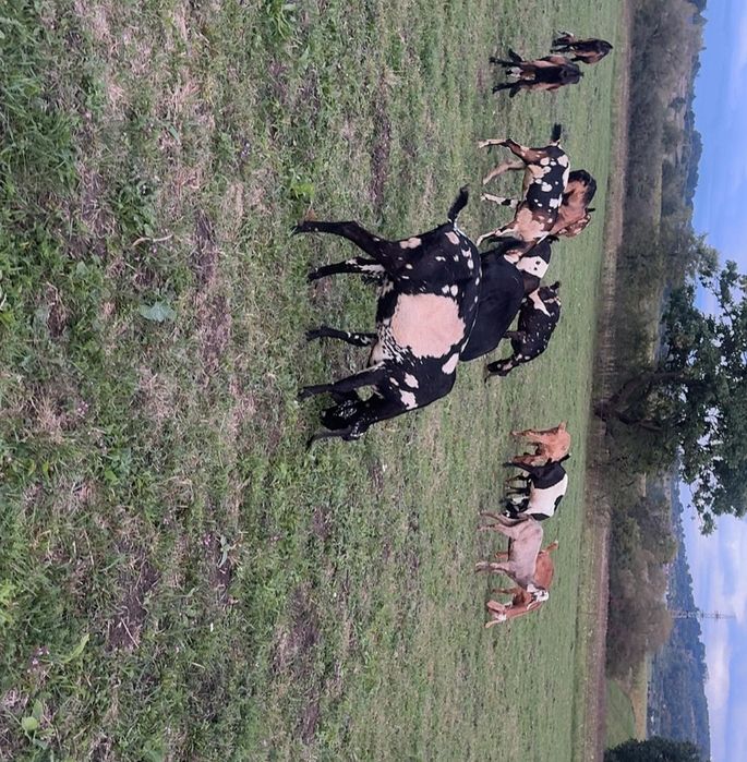 Capre anglo nubiene de vanzare