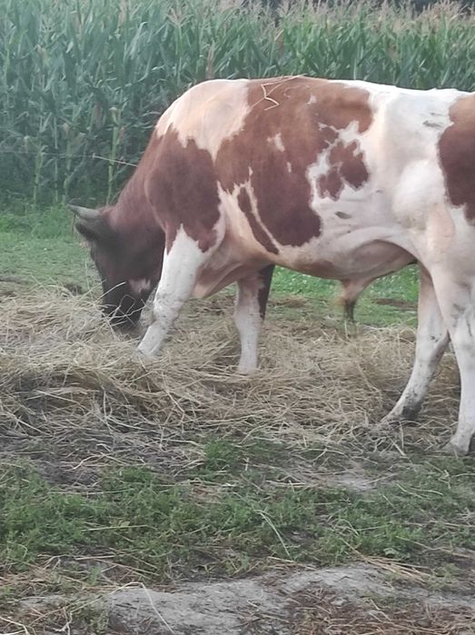 Taur de 4 ani aprox.700 kg