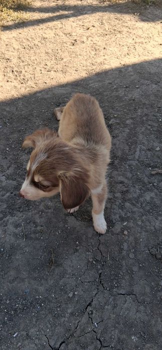 Căței de 10 săptămâni caută stăpân iubitor de animale