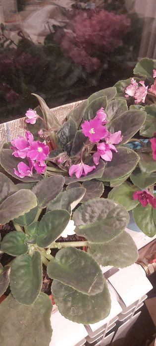 Продам комнатные растения.