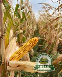 Высокоурожайный ранний сорт Кукурузы гибрид F1  ФАО 230
