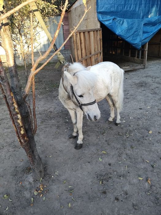 Продается белый пони