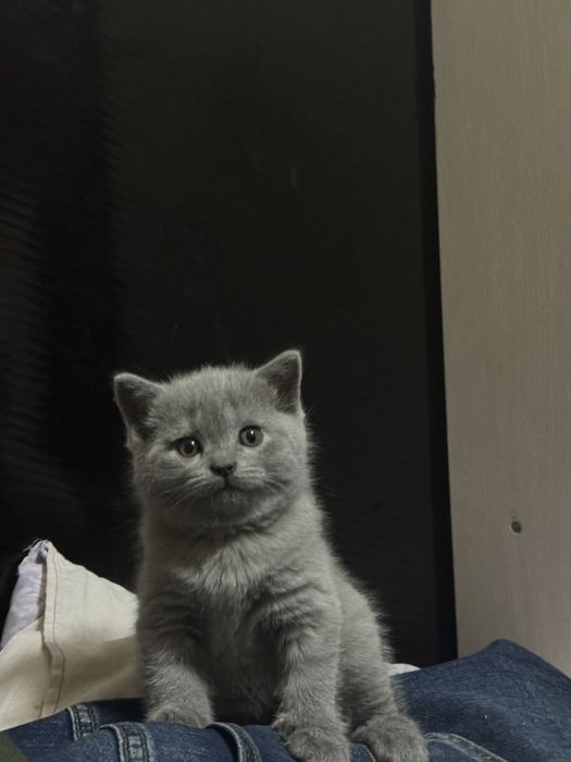 Zotli mushuk, Шотландский скотиш премиум