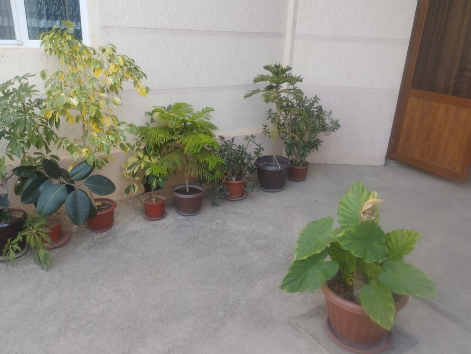 Комнатные цветы хорошие