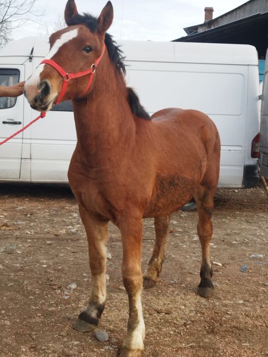 Mânz blând 1800 euro