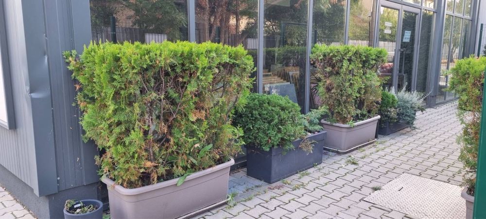 Туи Ауреа Нана с големи кашпи