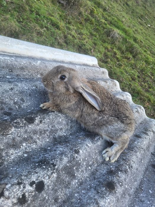 Vând 2 femele au în jur de 3 luni