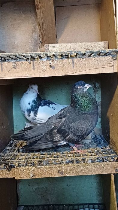 30 броя гълъби.  .