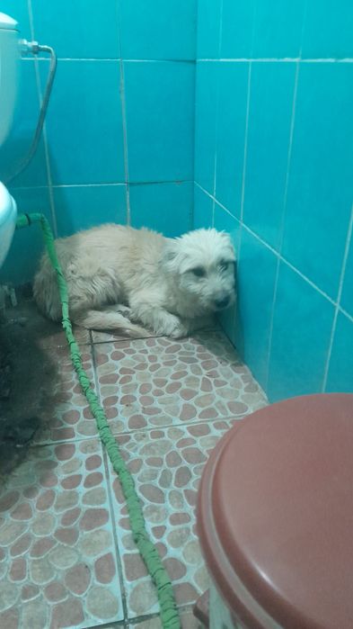 Отдам собачек в хорошие руки.