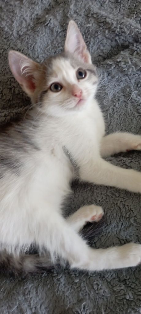 Отдам котят бесплатно