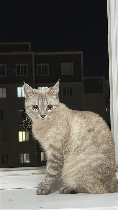 Шотланка прямоухая