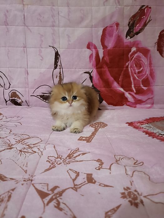 Хайленд скотиш фолд