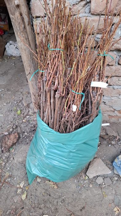 Butasi de vita de vie de anul 3