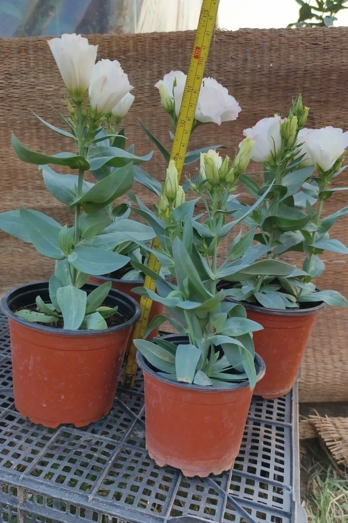 Lisianthus la ghiveci