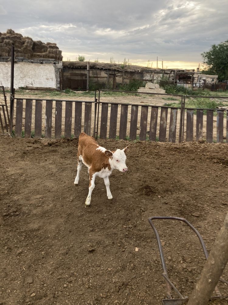 теленок / бузау