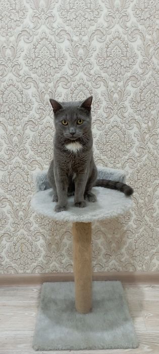 Молодой котик шотландец