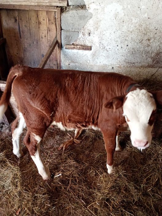 Vițea BR de vânzare