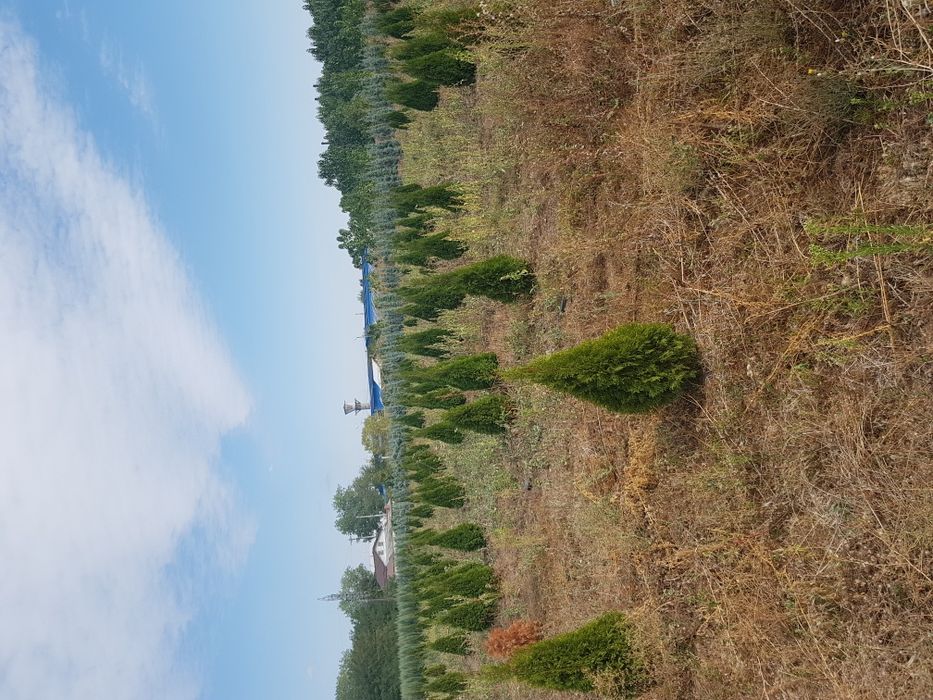 Amenajari gradini cu plante ornamantale