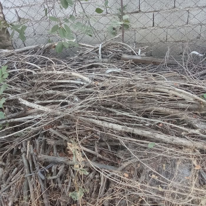 Oʻtin yiriklari ham bor bepul