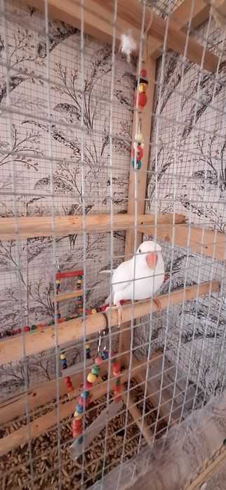 Vând Micul Alexandru Alb