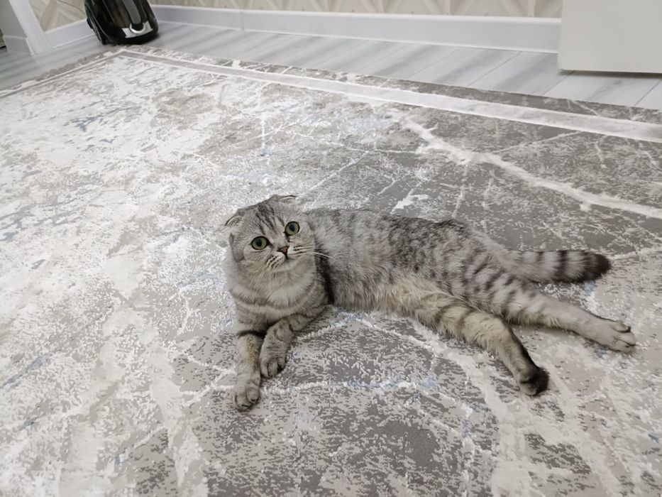 Мысык сатылады!!