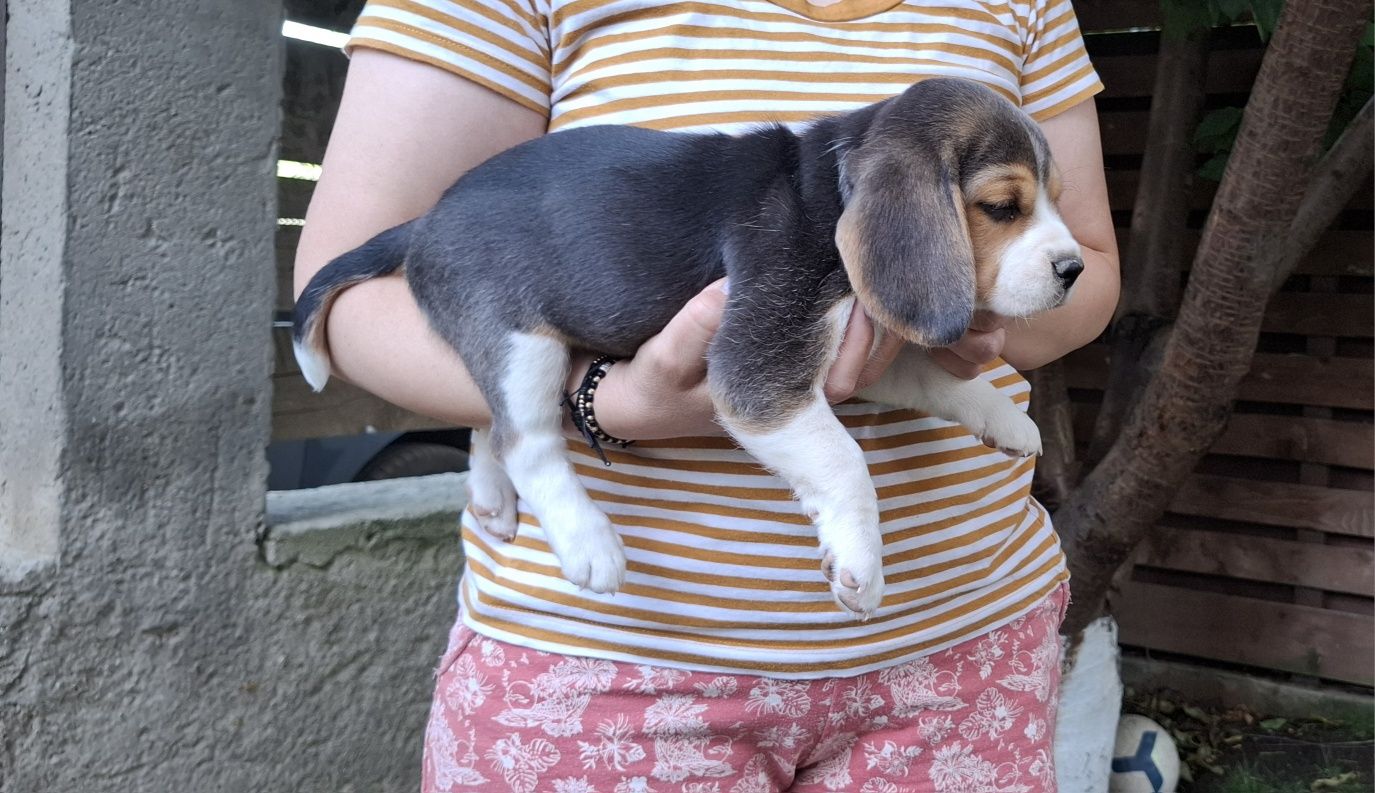 Fetiță beagle tricolor