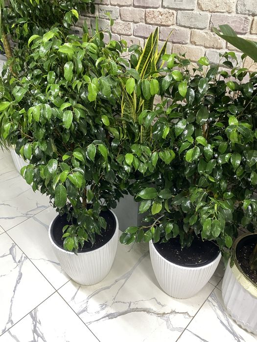 Фикус бенджамина Цветы для дома  озеленение