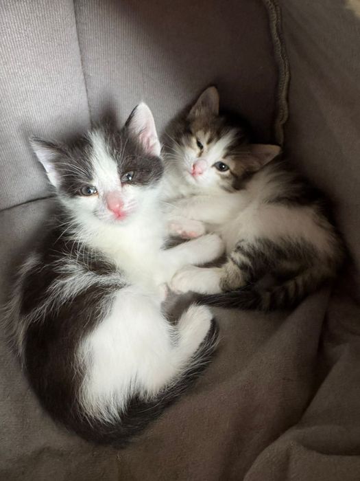 Отдам котят в добрые руки