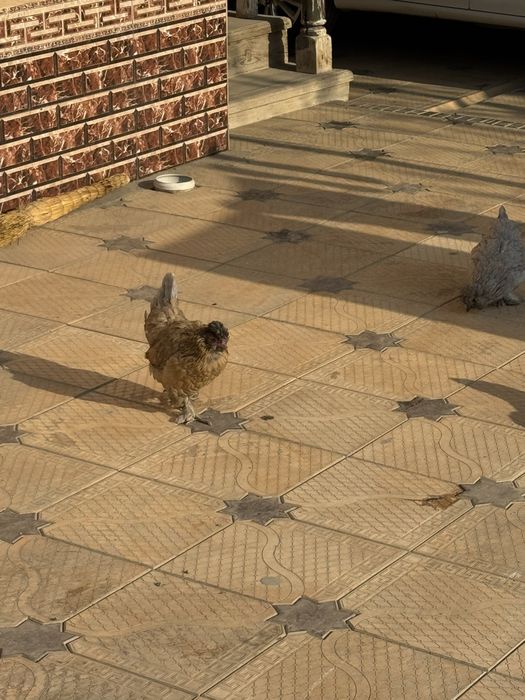 yapon tovuqlari sotiladi