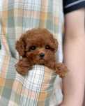 De vânzare Pudel roșcat/Poodle red – 8 săptămâni cu vaccinurile la zi