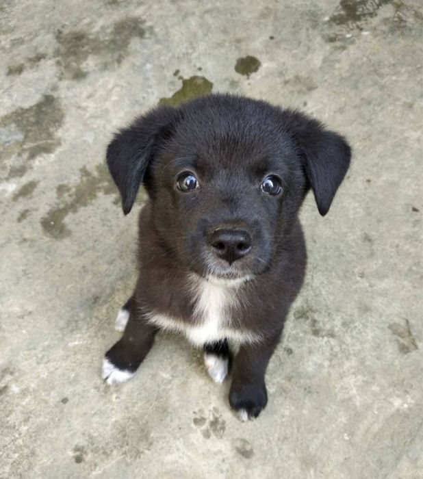 Умка(девочка) - в добрые руки