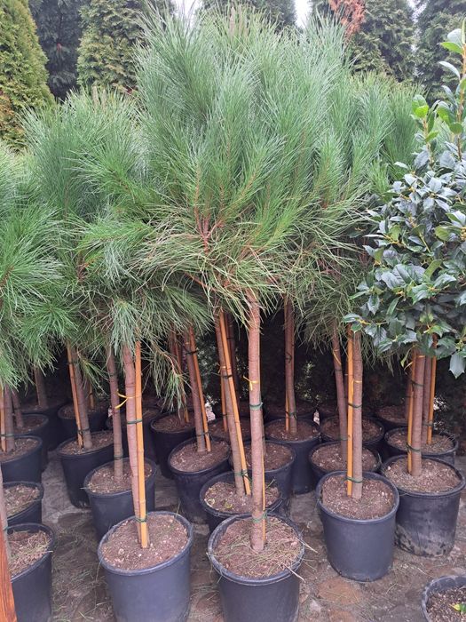 Vindem Tuia Leylandy,Magnoli,Măslini Copaci