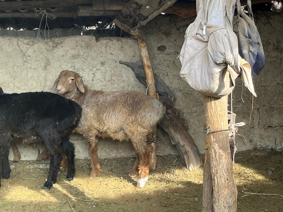 арашан кошкар токты сатылады 150000 сын артында Кеми бар