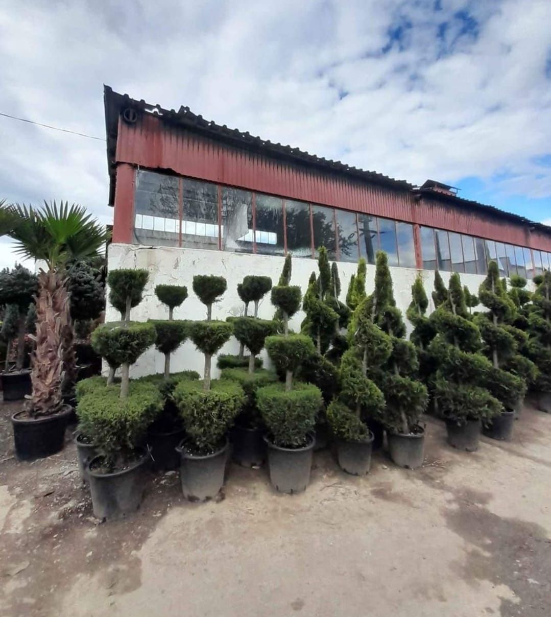 Plante ornamentale de diferite modele